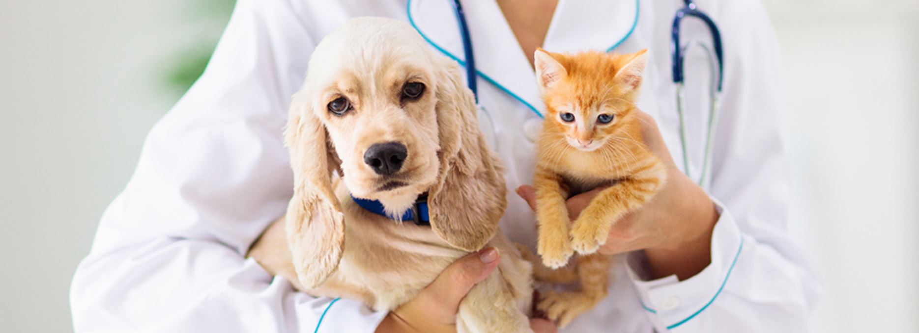 Veterinary Practices Dolgetta Law